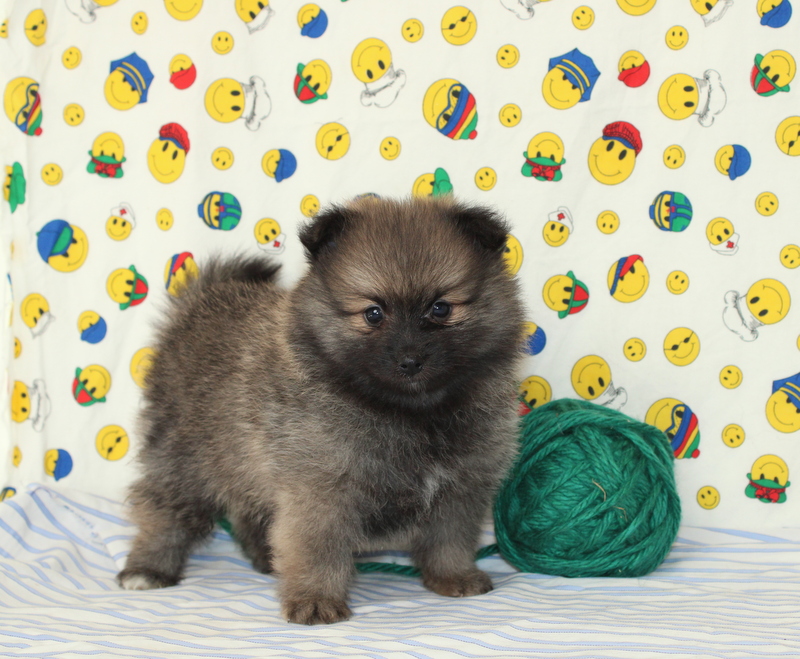 puppy, for, sale, Pomeranian, Matthew B. Stoltzfus, dog, breeder, Gap, PA, dog-breeder, puppy-for-sale, forsale, nearby, find, puppyfind, locator, puppylocator, aca